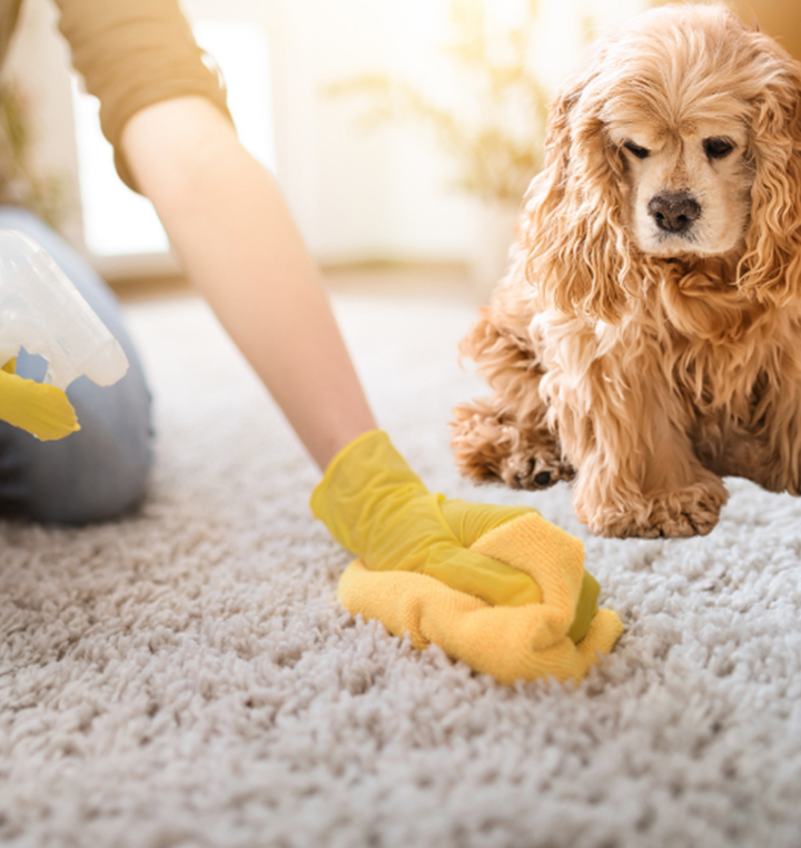 Person cleaning carpet near dog